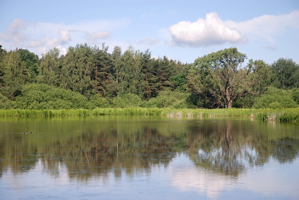 Landscape tree water nature