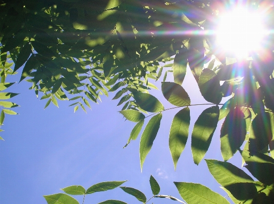 Baum zweig licht anlage Foto