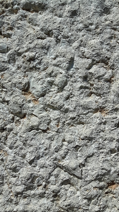 Rock wood texture trunk