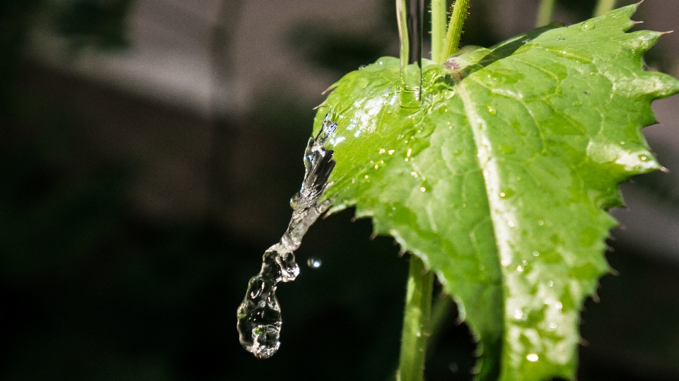 Tree water nature branch