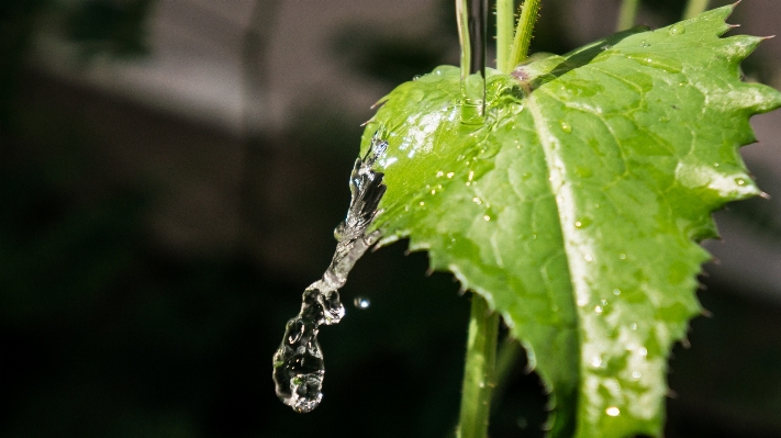 Tree water nature branch Photo