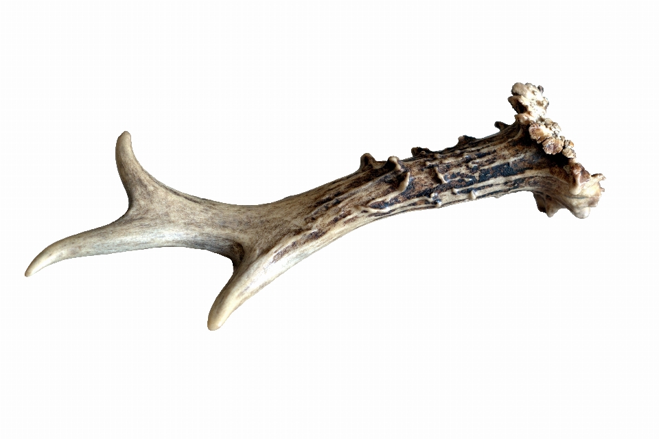 Forest horn mammal fauna