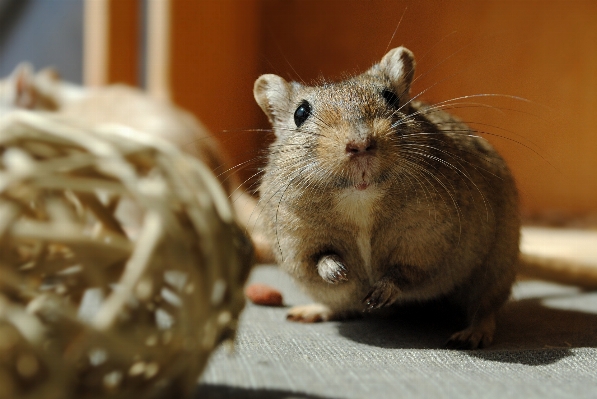 Mouse mammal hamster rodent Photo