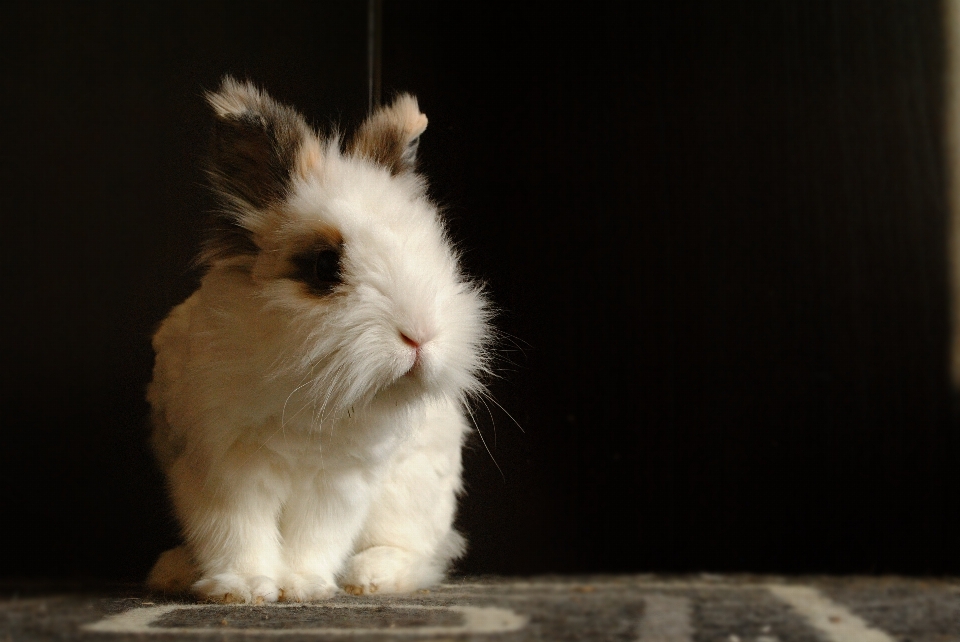 Mammal rabbit domestic animal whiskers