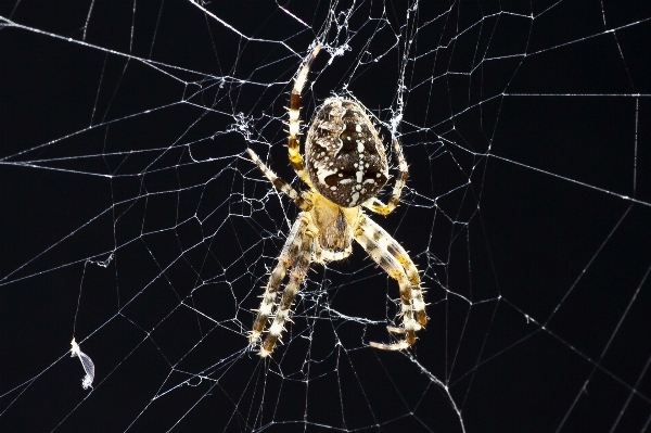 Foto Alam serangga makro biologi