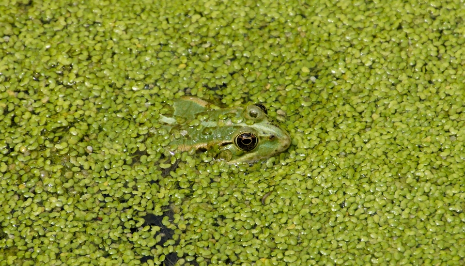 水 自然 草 草地