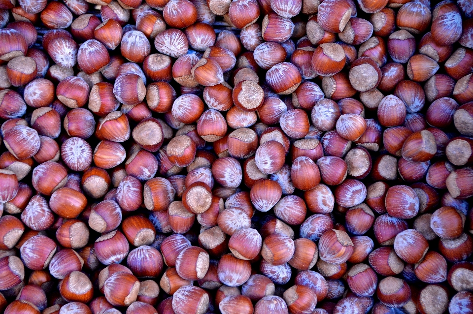 植物 フルーツ 食べ物 生産