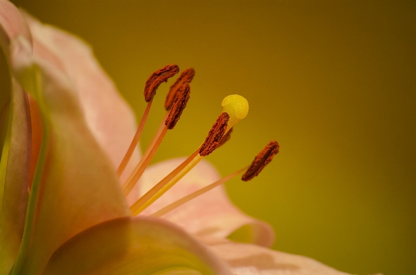 Nature blossom plant photography Photo