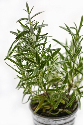 草 植物 花 ポット 写真