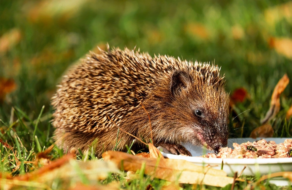 Animal faune jeune repas