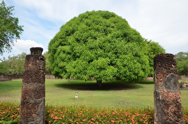 Tree grass plant lawn Photo