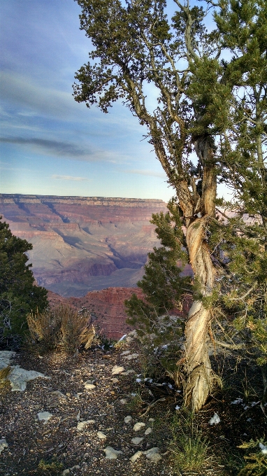 Landschaft baum natur rock