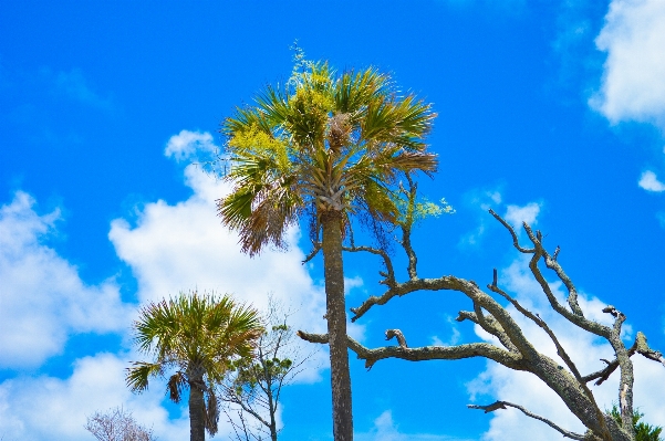 Tree branch plant sky Photo