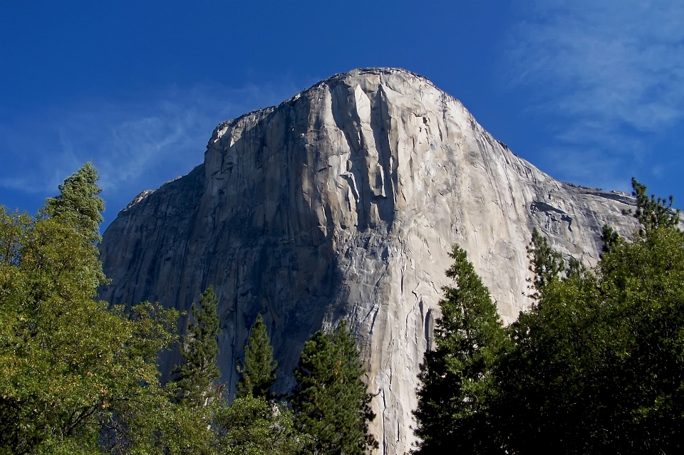 Landscape tree nature rock