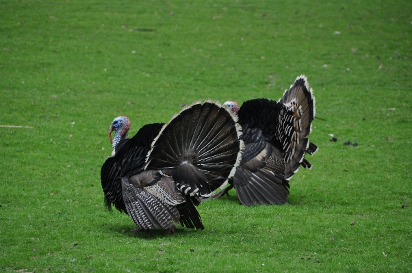 Bird wing profile wildlife Photo