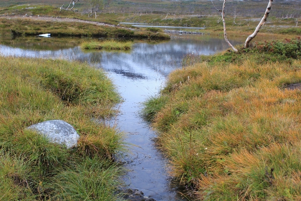 Marsh swamp wilderness trail Photo