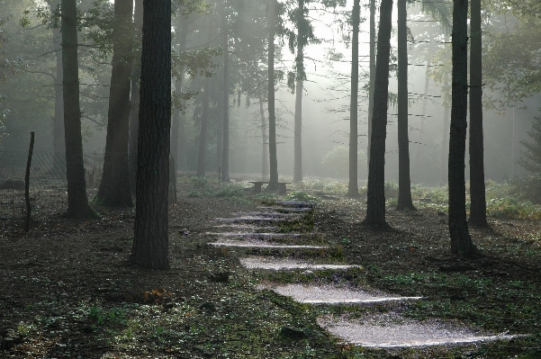 Tree nature forest path Photo