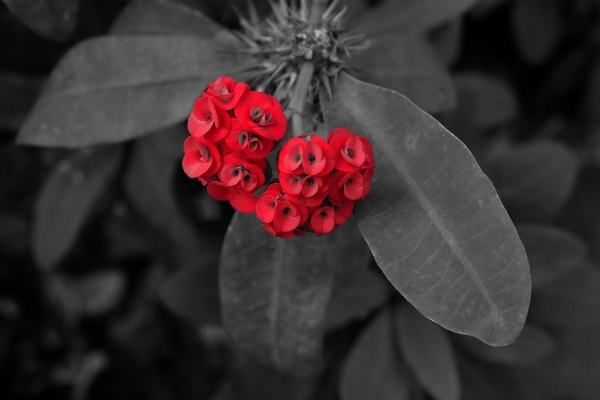 自然 黒と白
 植物 写真撮影 写真