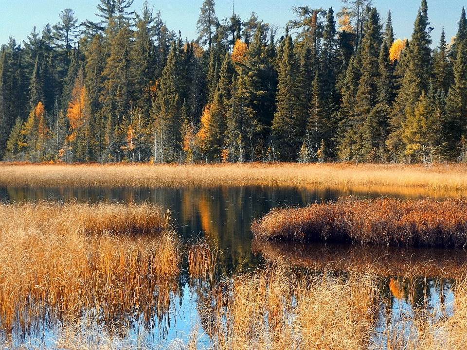 Landscape tree nature forest