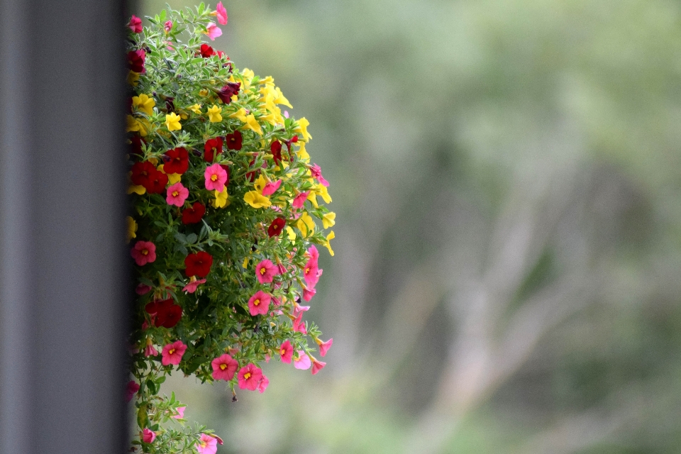 Arbre nature bifurquer fleurir