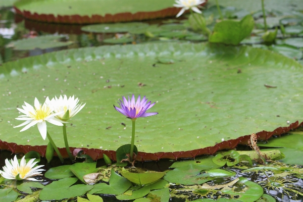 Water nature plant white Photo