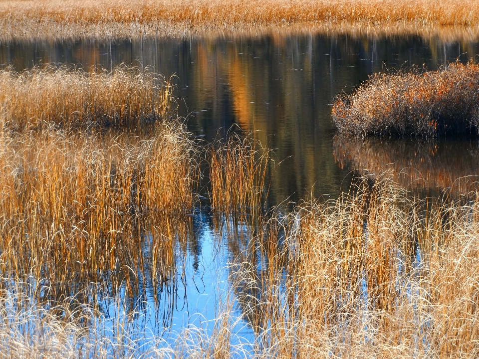 Landschaft baum wasser natur