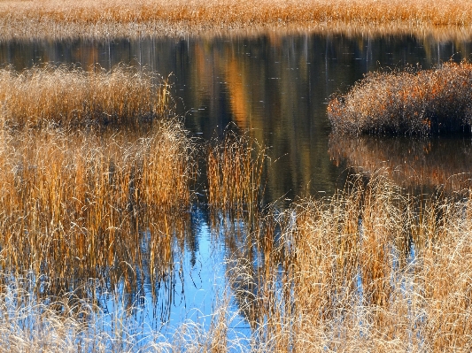 Landscape tree water nature Photo