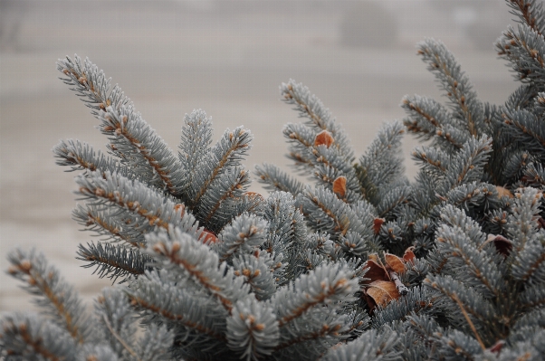 Foto Albero ramo nevicare inverno