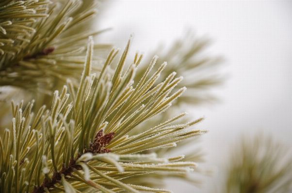 Tree nature grass branch Photo