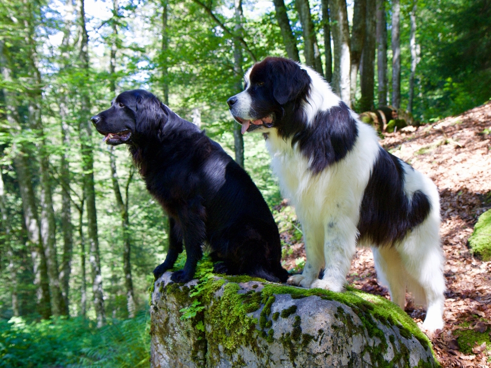 Natur hund tier säugetier