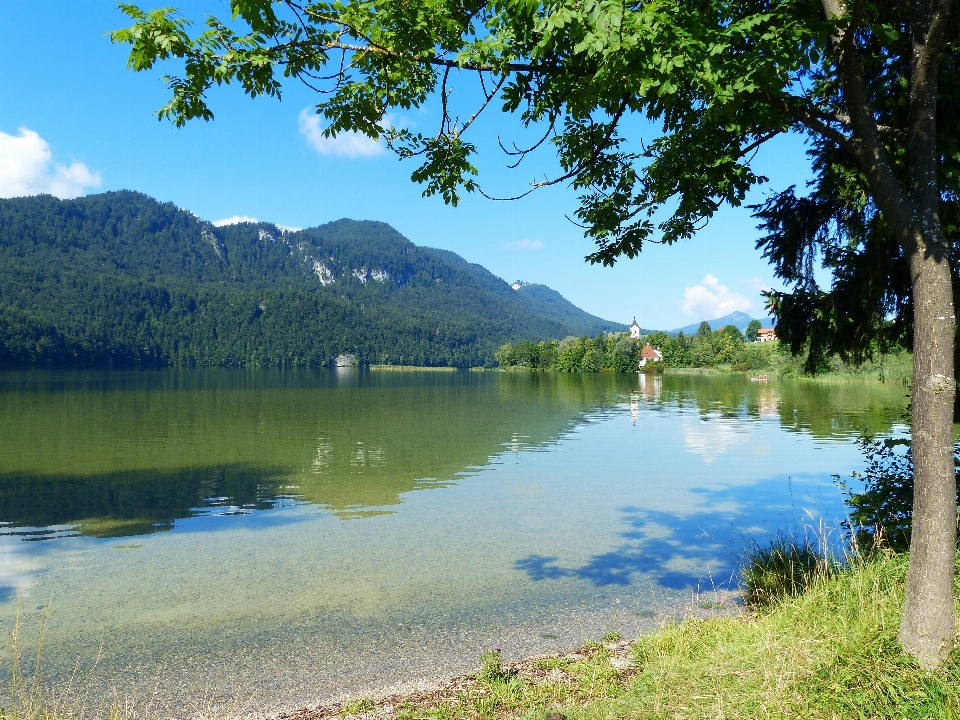 пейзаж дерево вода природа