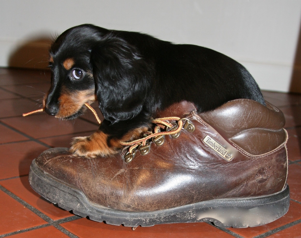 子犬 犬 動物 かわいい