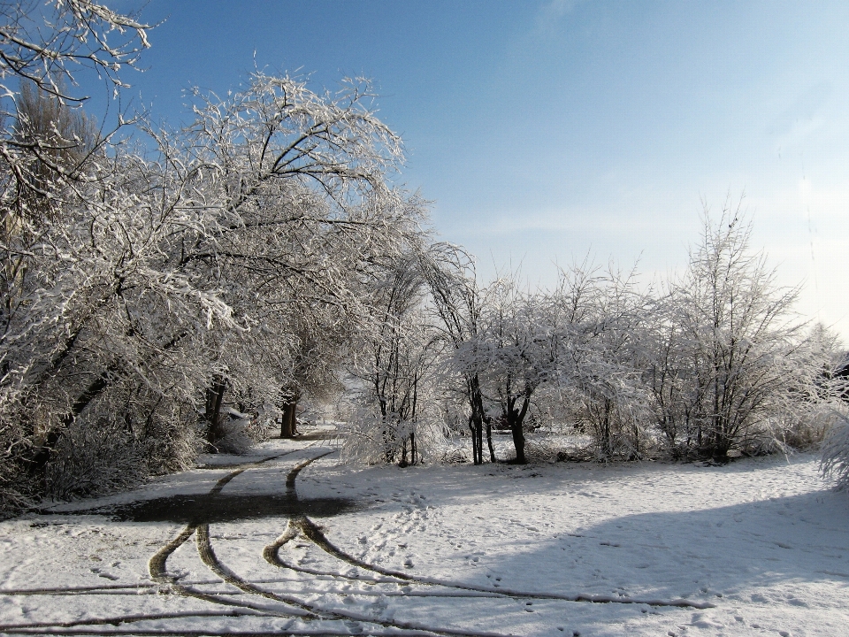 景观 树 分支 雪