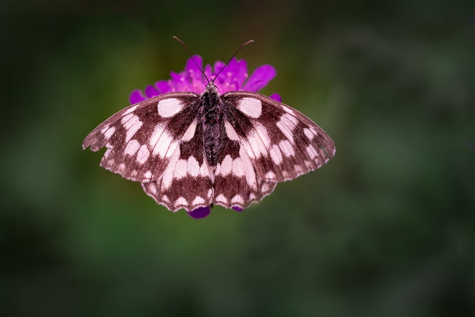 Natura pianta fotografia fiore