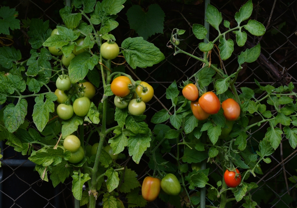 Ramo pianta frutta fiore