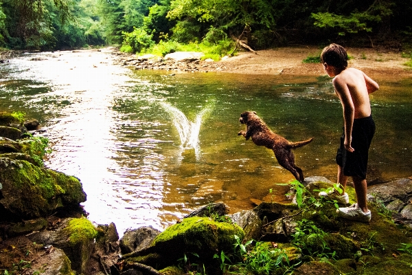 Forest waterfall wilderness dog Photo