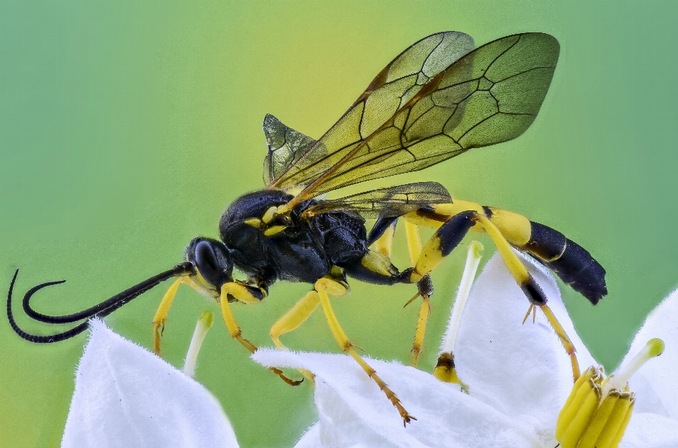 Nature wing photography flower