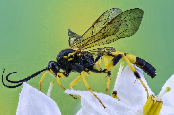 Natur flügel fotografie blume Foto