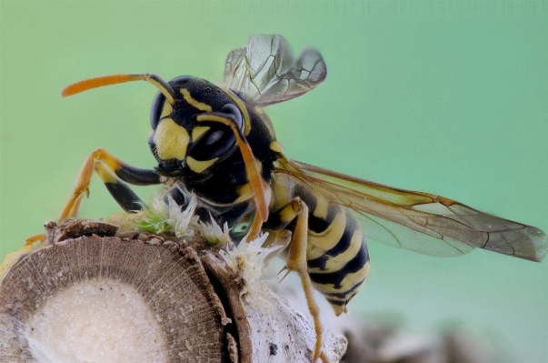 Nature photography flower insect Photo