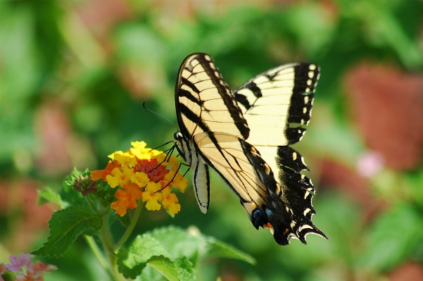 Nature wing plant photography Photo