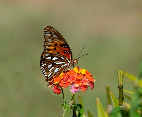 Nature blossom wing plant Photo