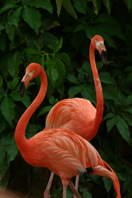 Pájaro pico rosa fauna