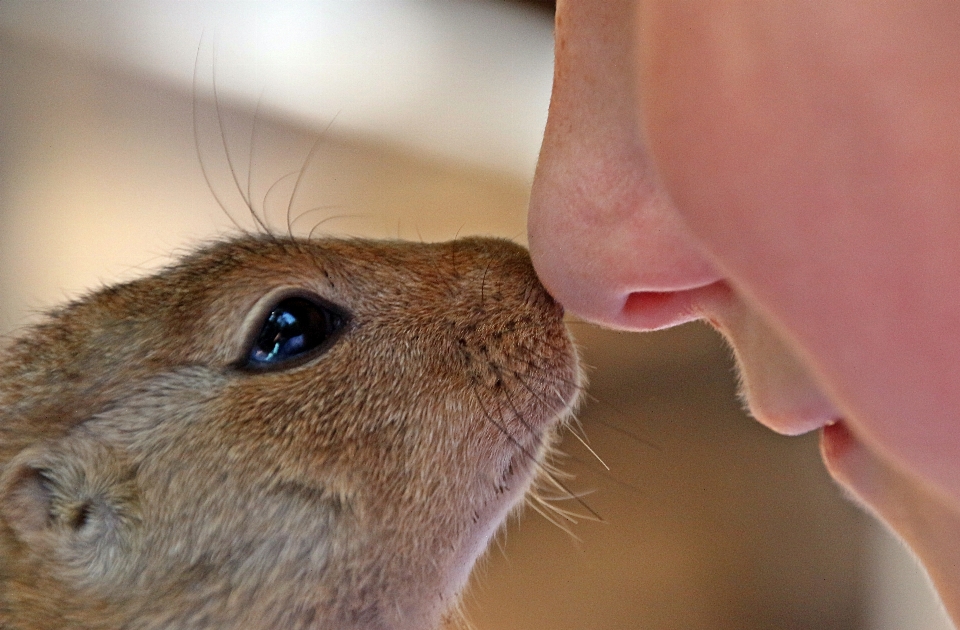 Memeli sincap hamster kemirgen