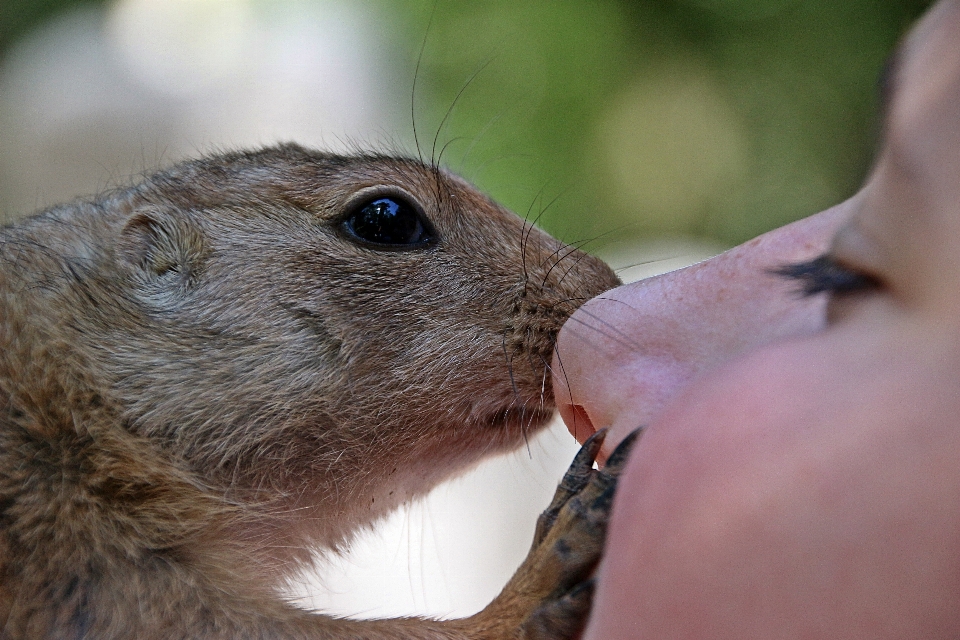 野生動物 哺乳類 リス 齧歯類