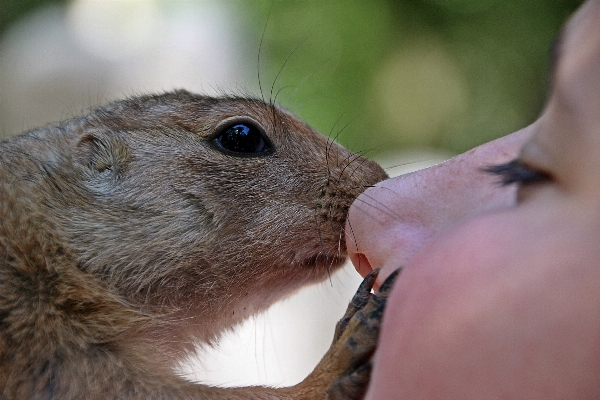 Фото дикая природа млекопитающее белка грызун