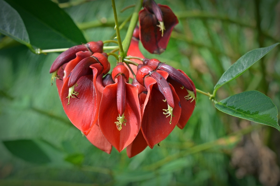 Nature fleurir usine feuille