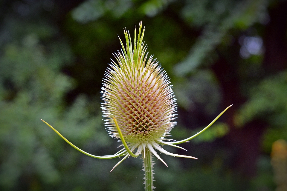 Natur stachelig
 anlage fotografie