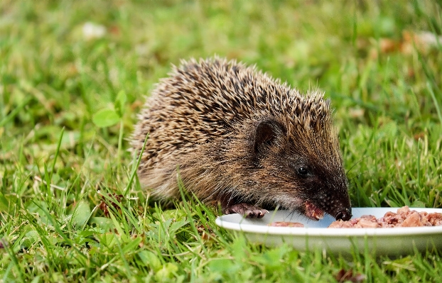 Animal wildlife young meal Photo