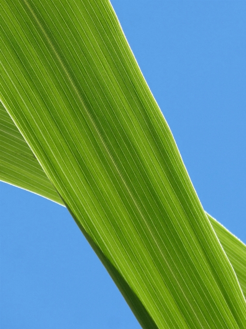 Erba pianta cielo foglia