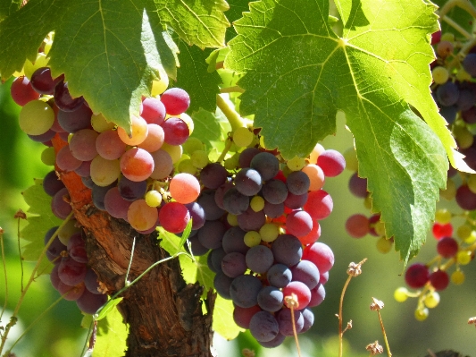 ブランチ 植物 葡萄 vine 写真